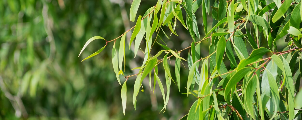 Eukalyptus (Eucalyptus spec.)