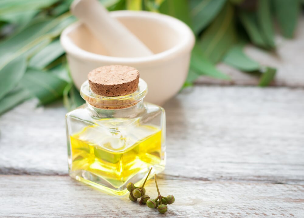 Eucalyptus (Eucalyptus spec.) | Manufactum