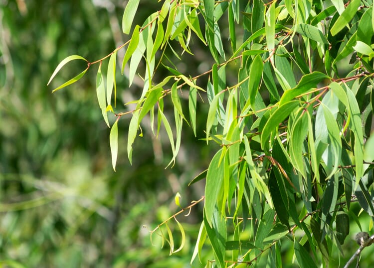 Eukalyptus (Eucalyptus spec.)