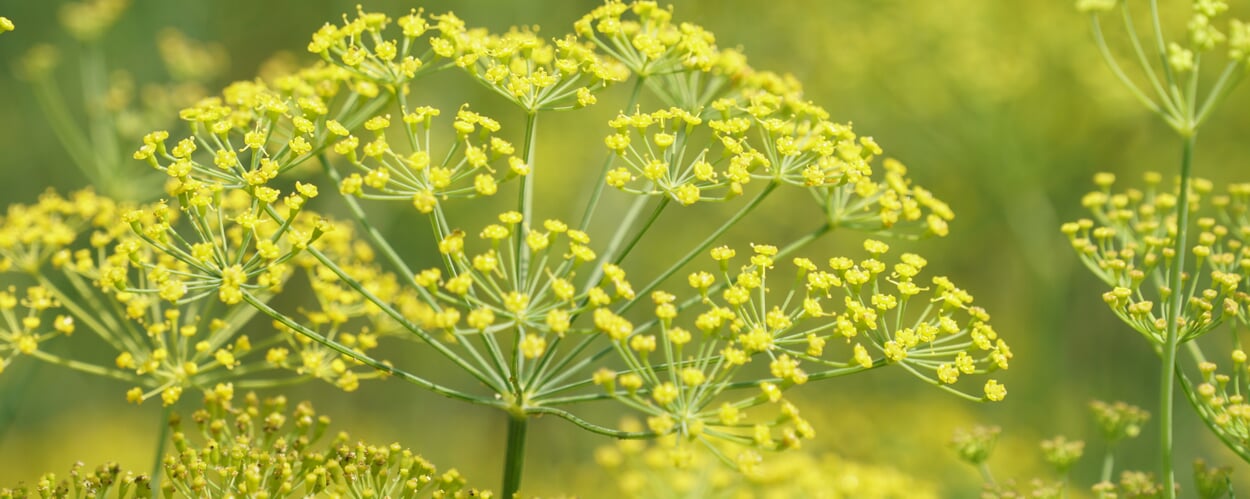 Fenchel (Foeniculum vulgare)