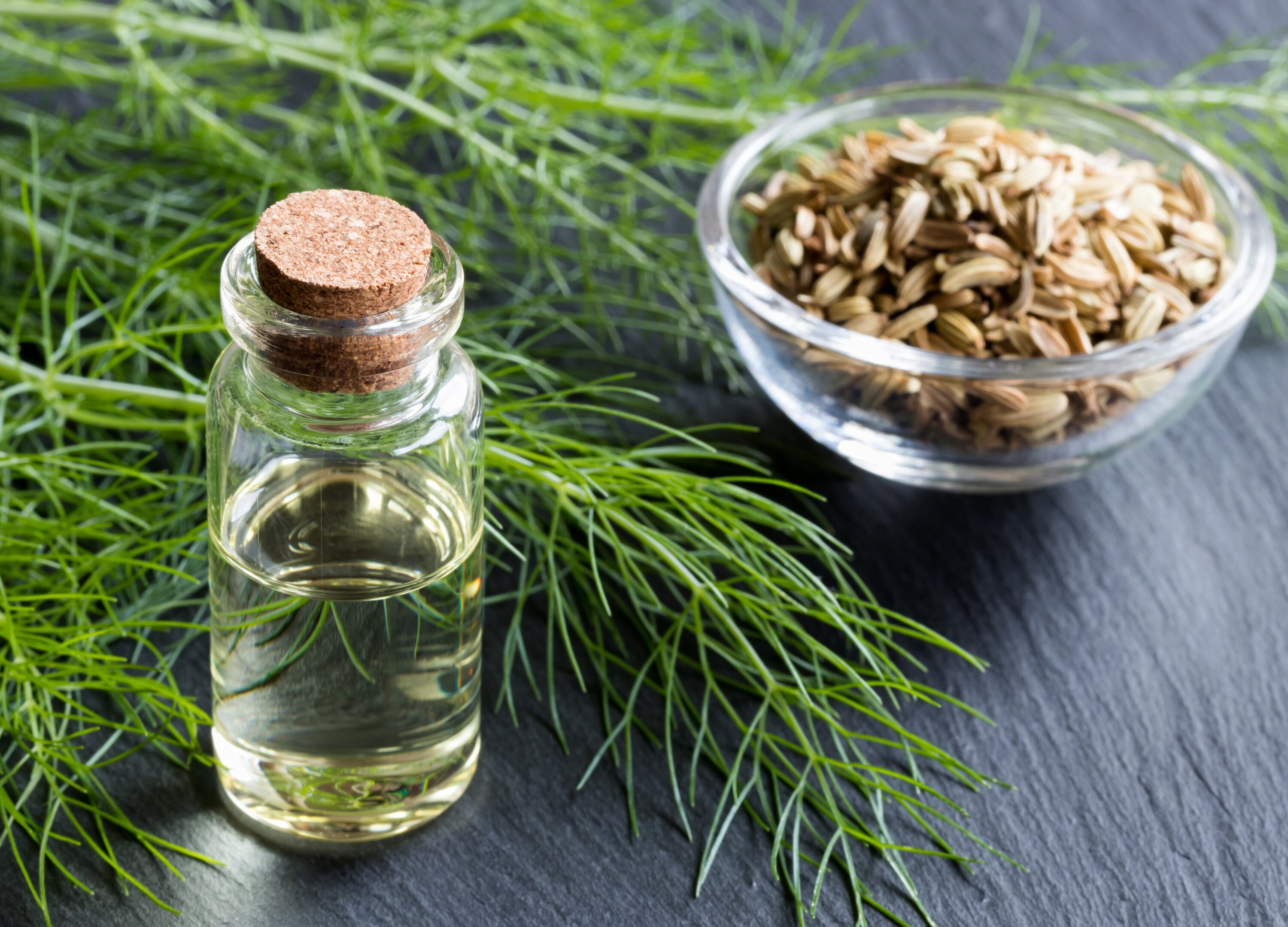 Fenchon Fenchel (Foeniculum vulgare) | Heilpflanzen ABC