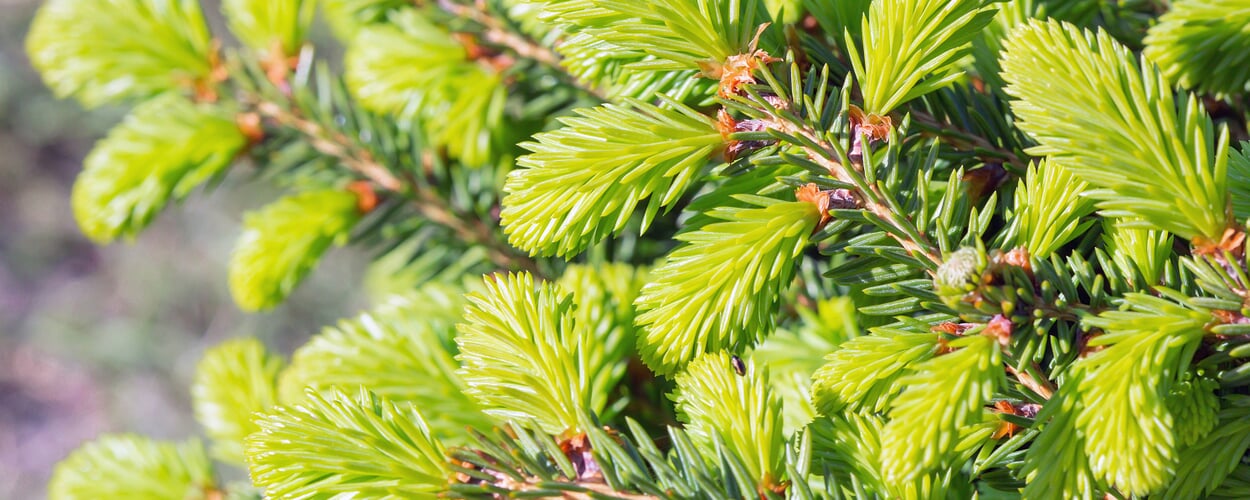 Gewone spar (Picea abies)