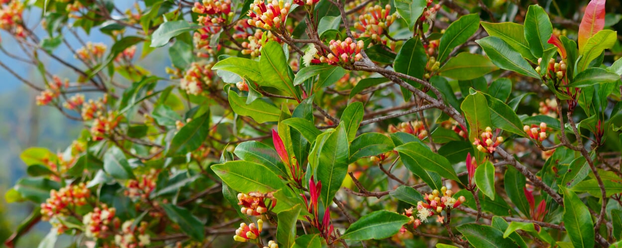 Gewürznelkenbaum (Syzygium aromaticum)