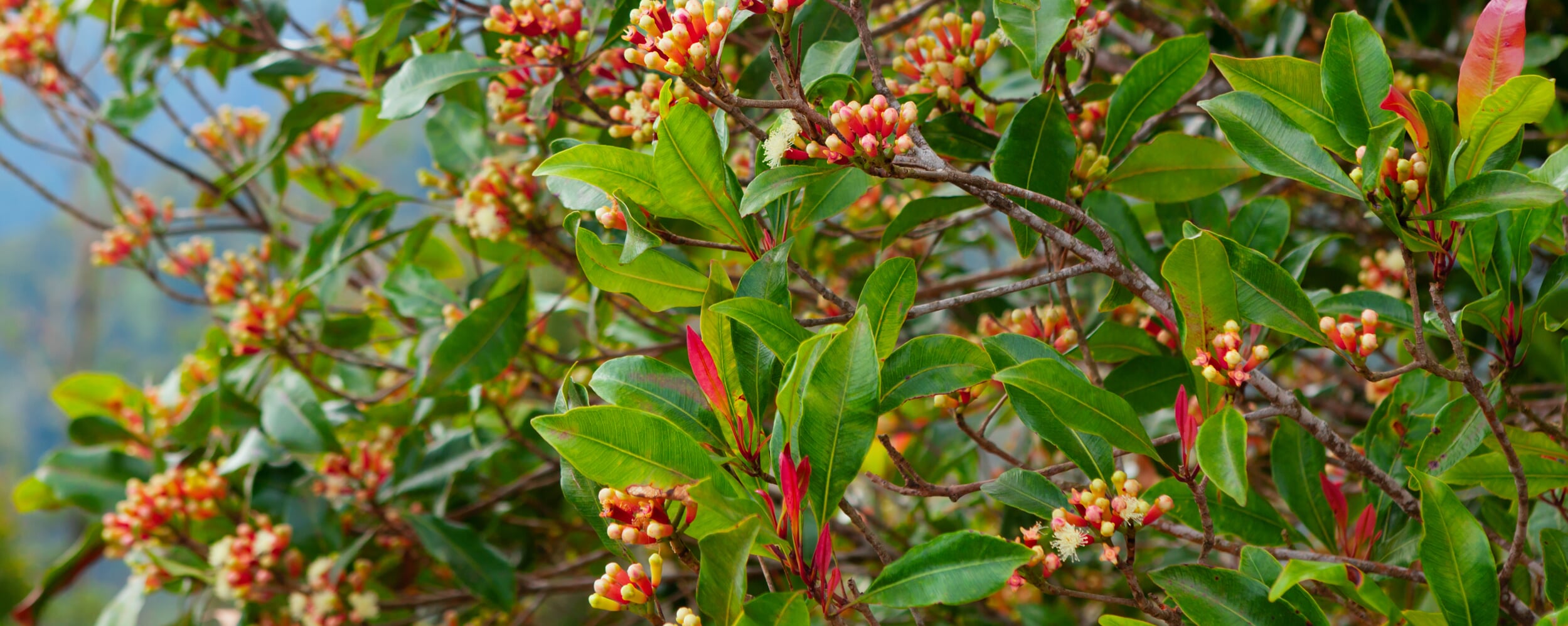 Clove Tree (Syzygium aromaticum) | Manufactum