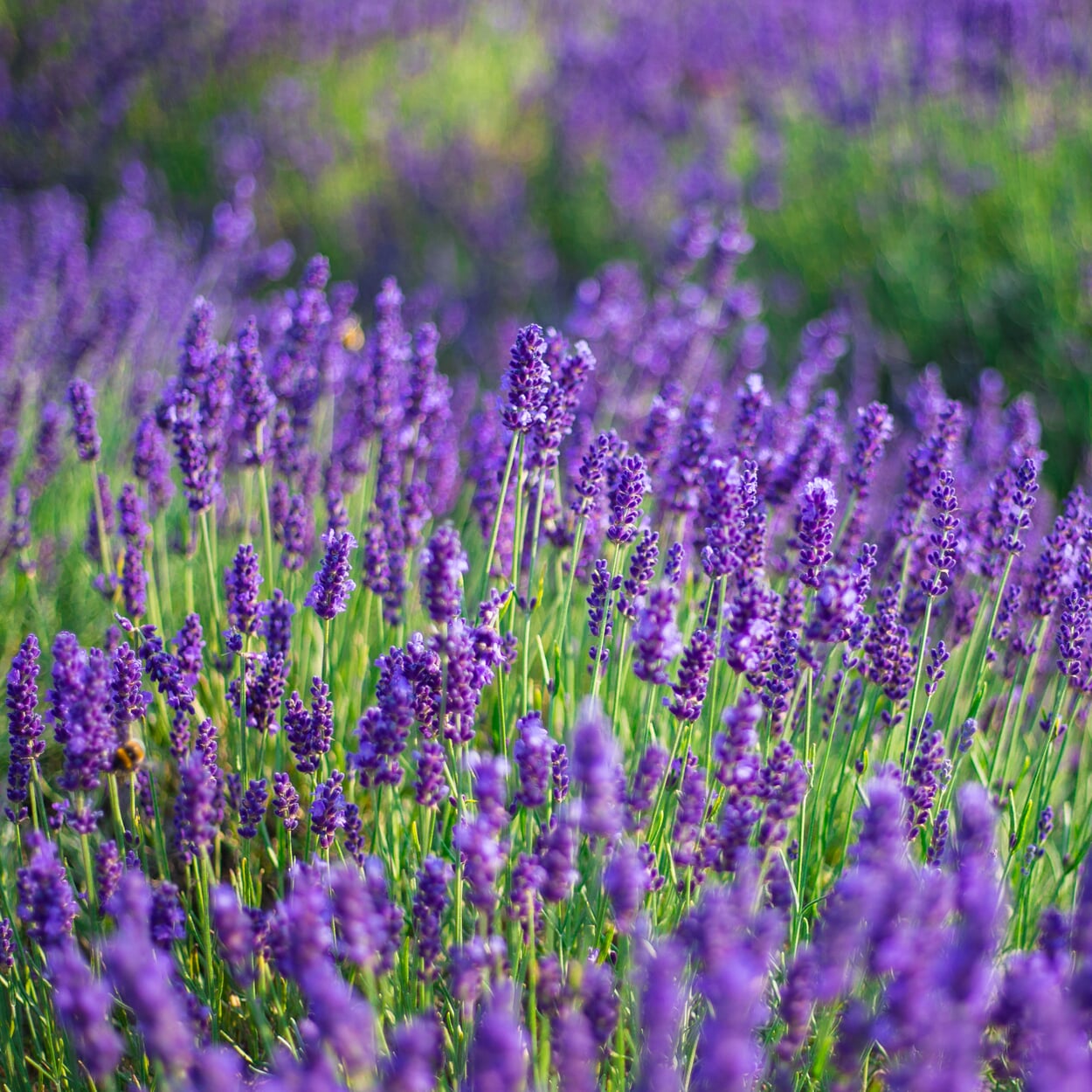 Medicinal plant lavender