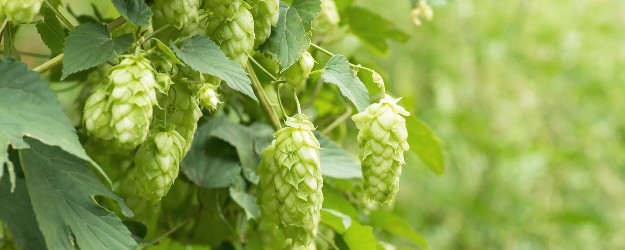 Hops (Humulus lupulus)