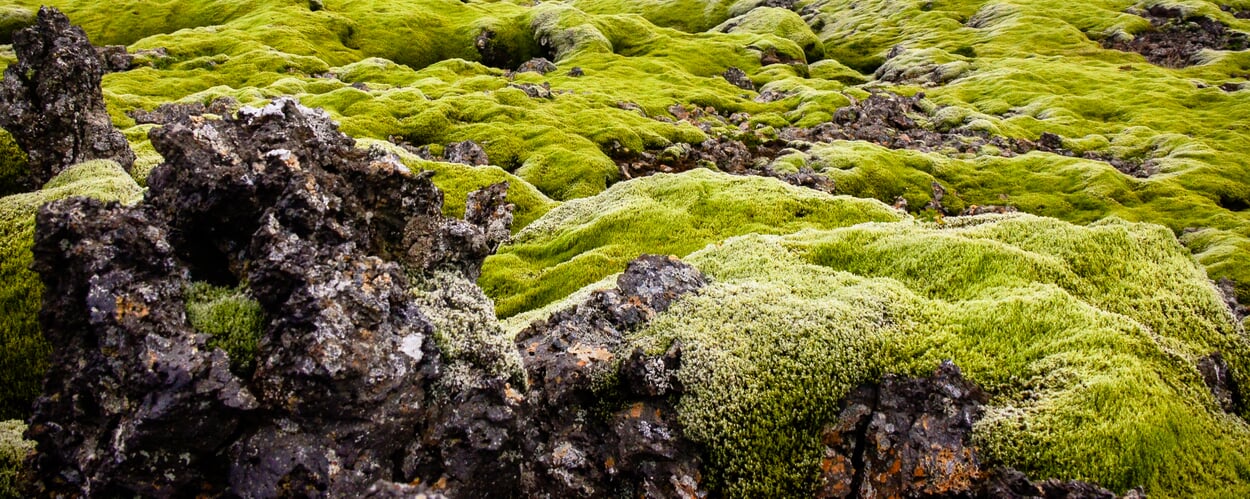 Icelandic moss (Cetraria islandica)
