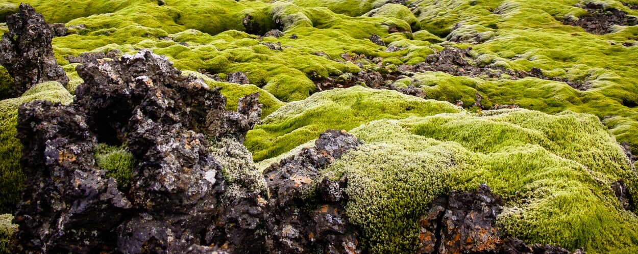 Mousse d'Islande (Cetraria islandica)