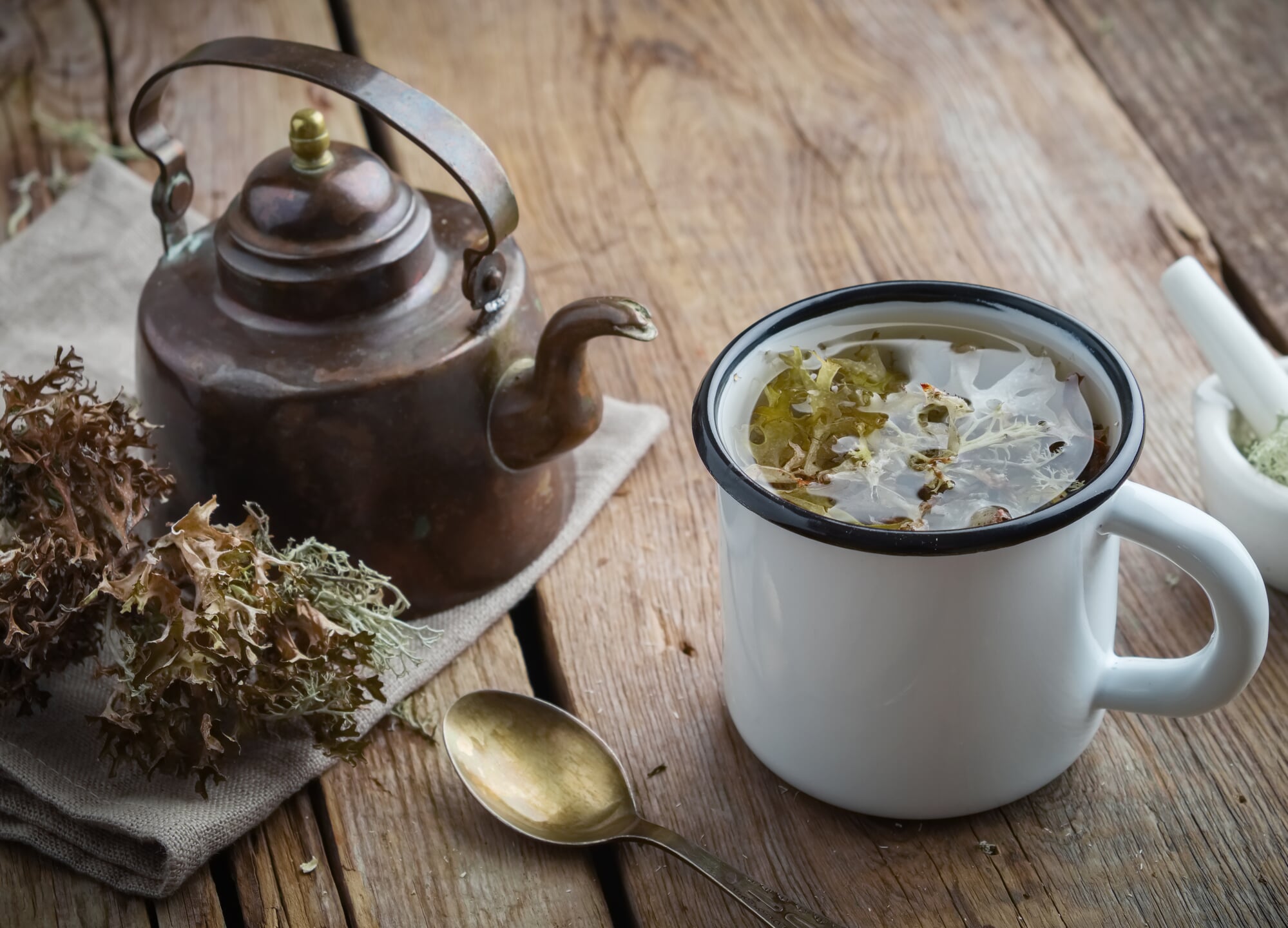 Isländisches Moos (Cetraria islandica) | Heilpflanzen ABC