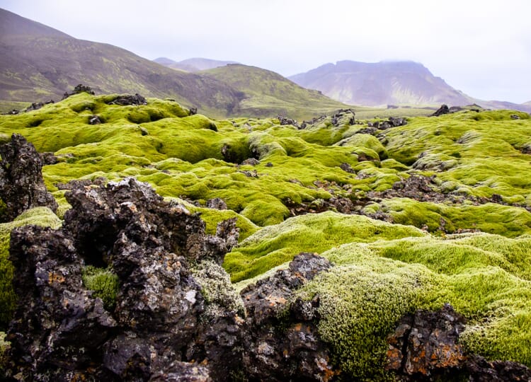 Iceland moss (Cetraria islandica)