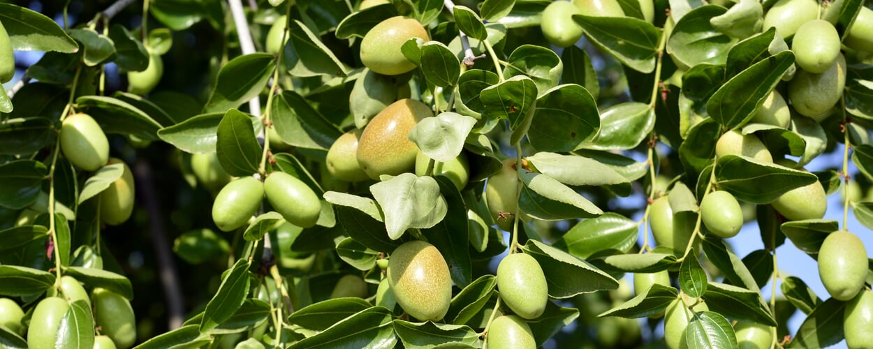 Jojoba (Simmondsia chinensis)