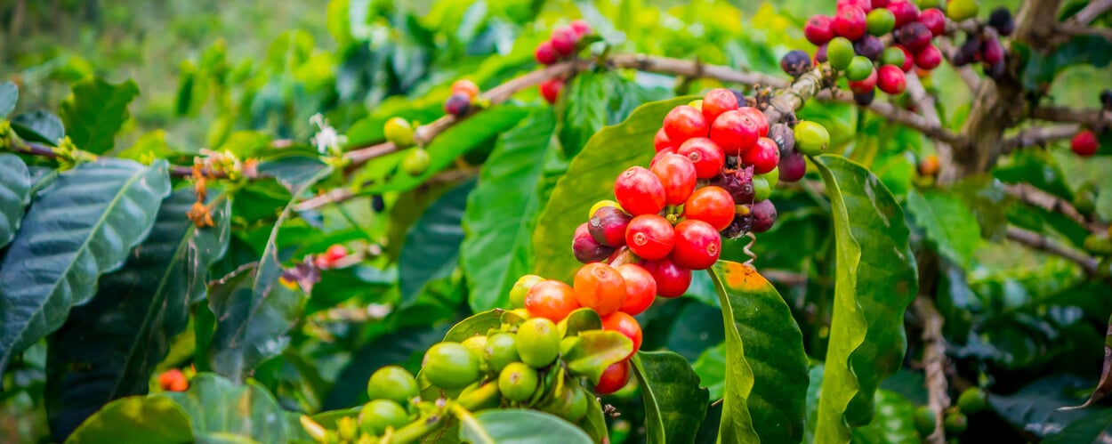 Coffee tree (Coffea spec.)