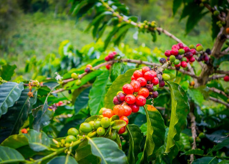 Coffee tree (Coffea spec.)