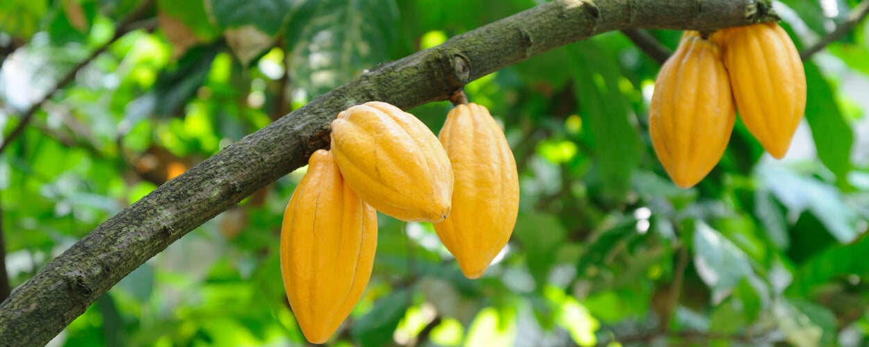 Cacao tree (Theobroma cacao)