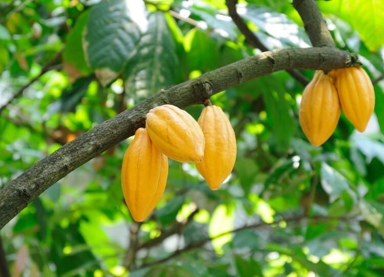Cacaoboom (Theobroma cacao)