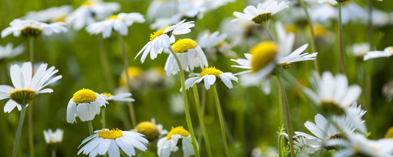 German Chamomile (Matricaria recutita)