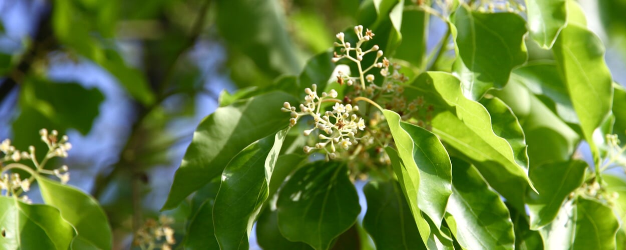 Camphor tree (Cinnamomum camphora)
