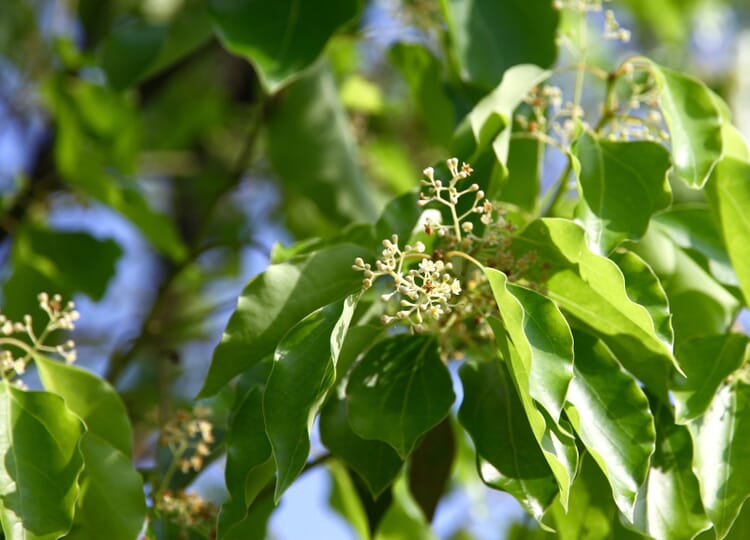 Kamferboom (Cinnamomum camphora)