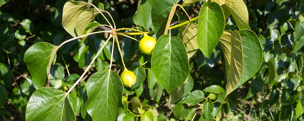 Arbre de karité (Butyrospermum parkii)