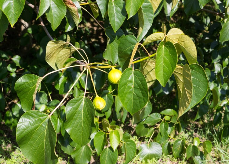 Karitébaum (Butyrospermum parkii)
