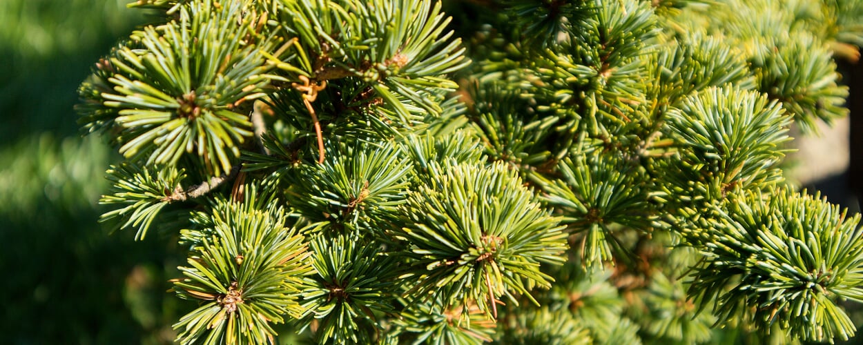 Mountain pine (Pinus mugo)