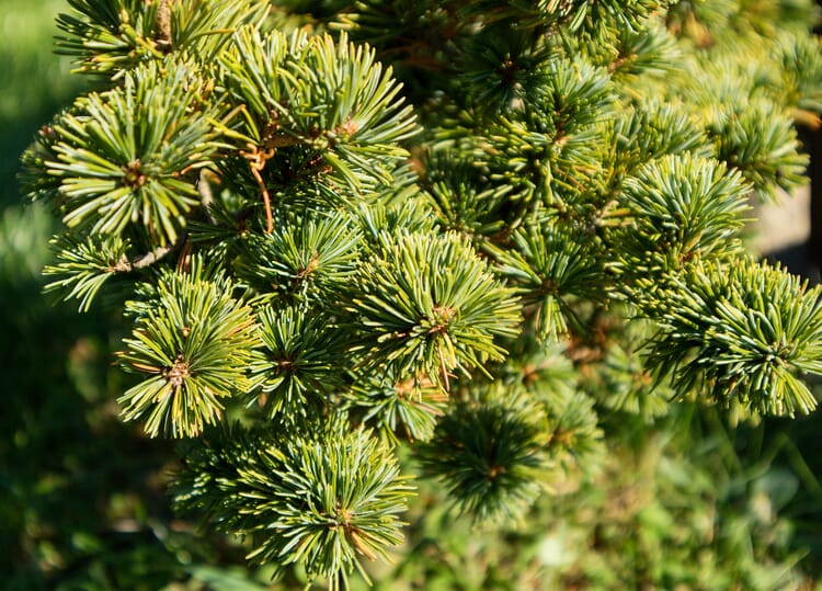 Mountain pine (Pinus mugo)