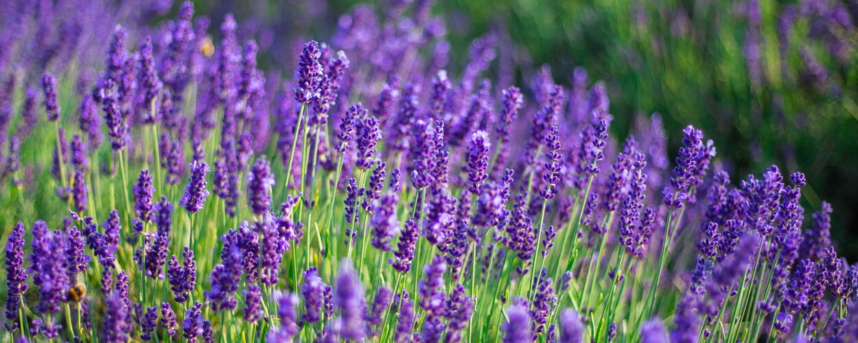 Lavender (Lavandula spec.)