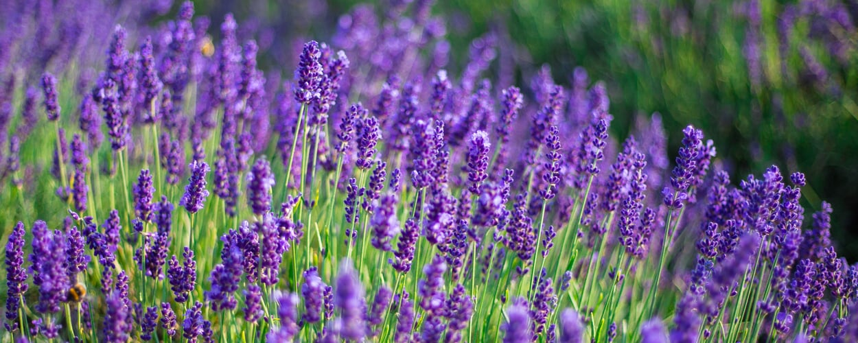 Lavendel (Lavandula spec.)