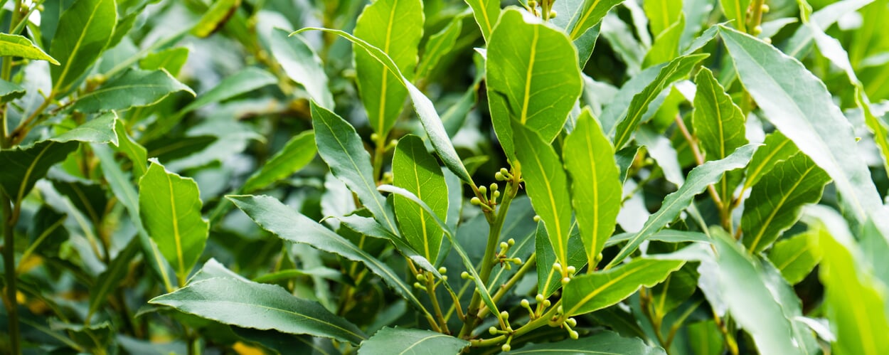 Bay laurel (Laurus nobilis)