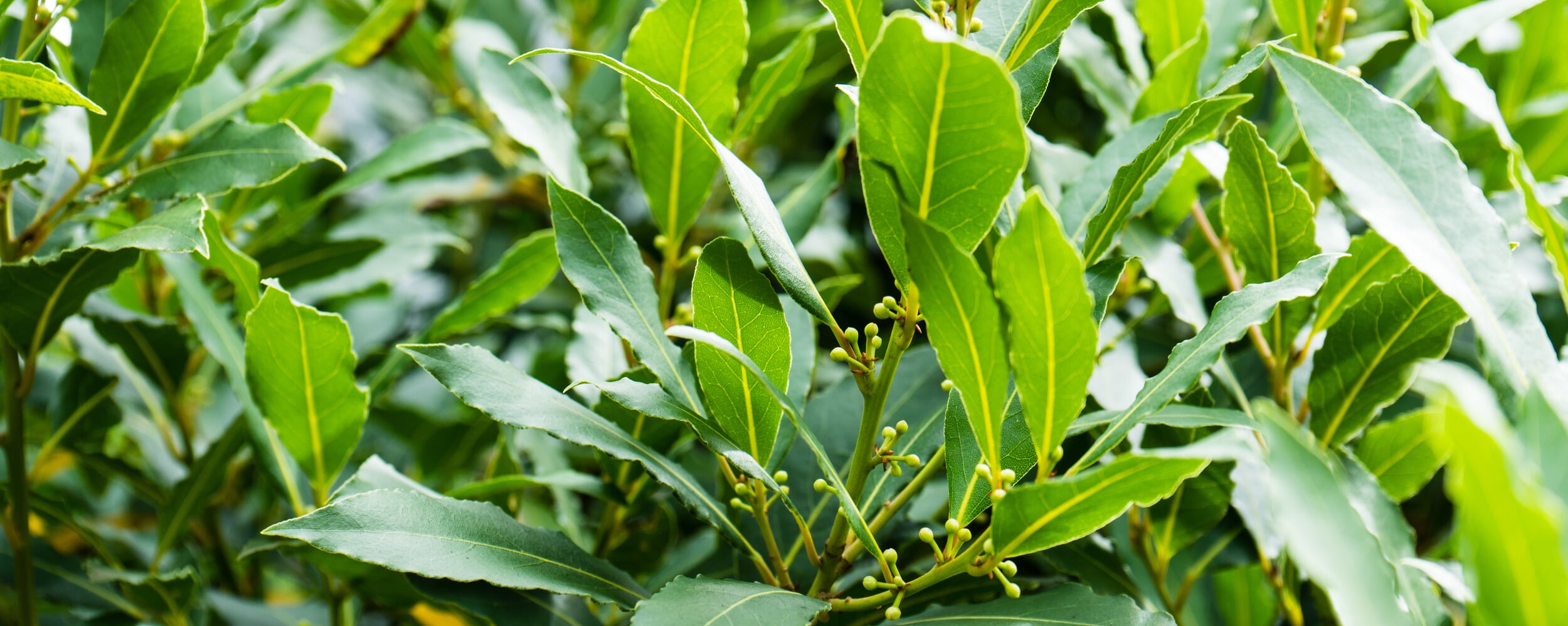 Echter Lorbeer (Laurus nobilis) | Heilpflanzen ABC