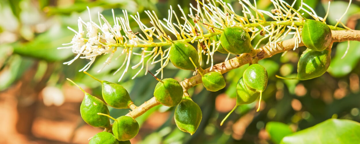 Macadamia (Macadamia spec.)