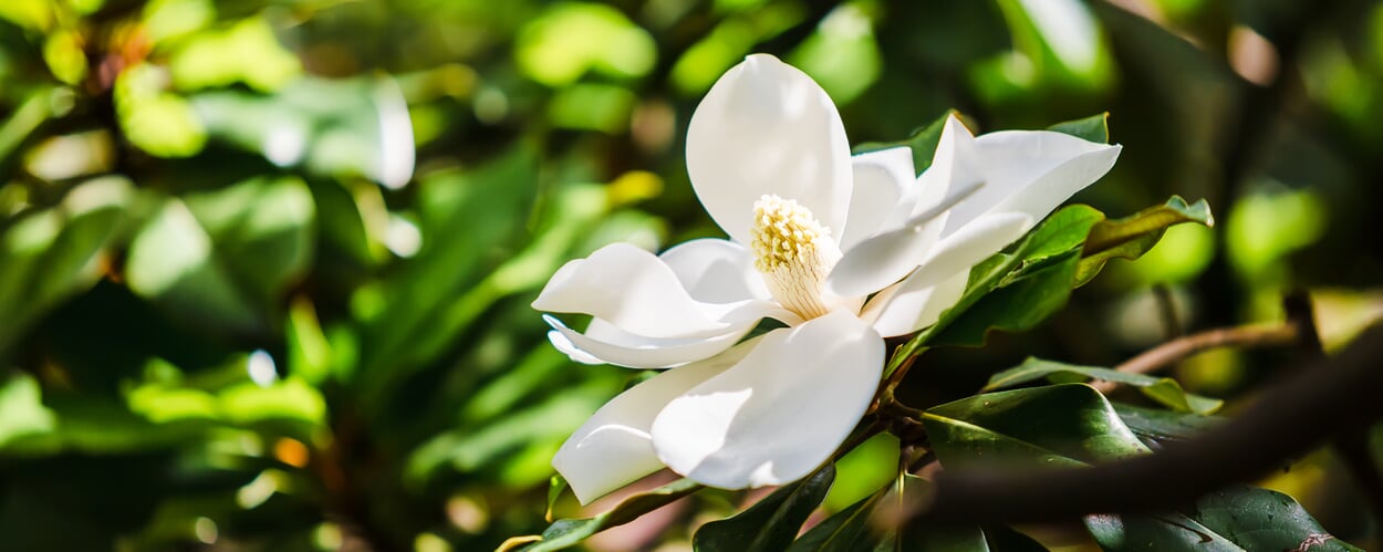 Evergreen magnolia (Magnolia grandiflora)