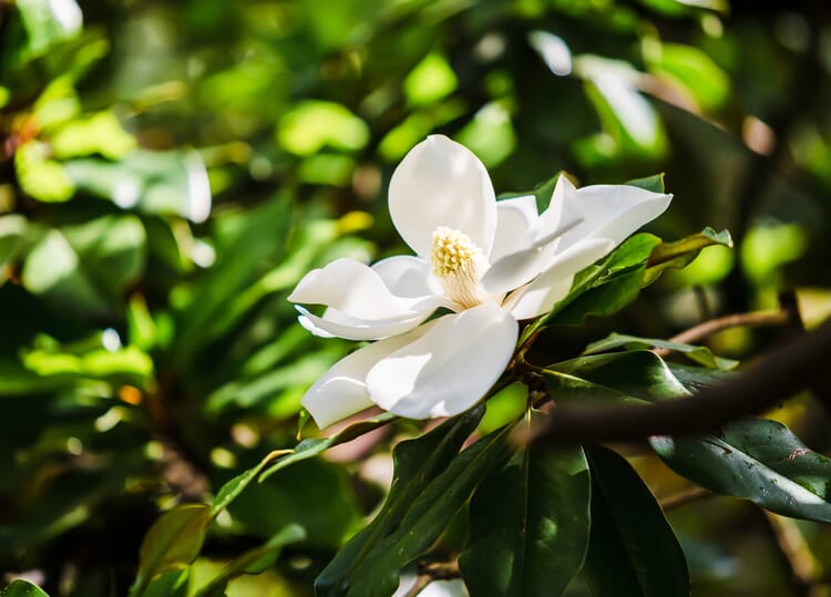 Groenblijvende Magnolia (Magnolia grandiflora)
