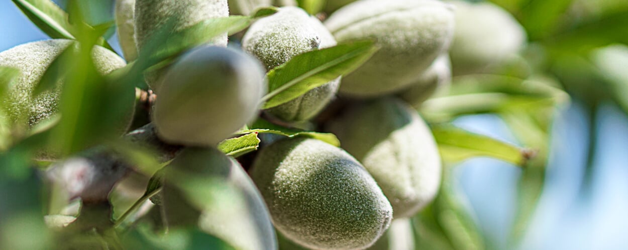 Almond tree (Prunus dulcis)