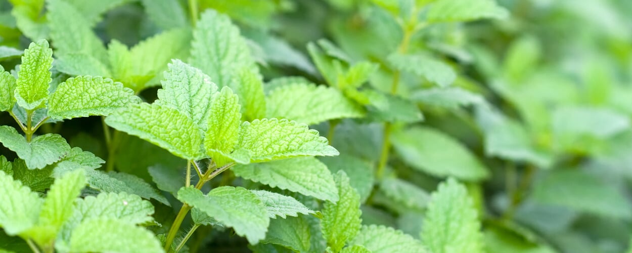 Mélisse (Melissa officinalis)