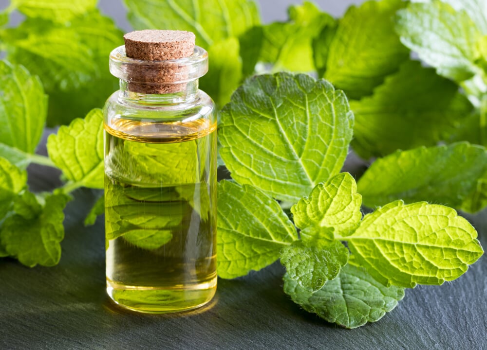 Lemon balm (Melissa officinalis) | Manufactum