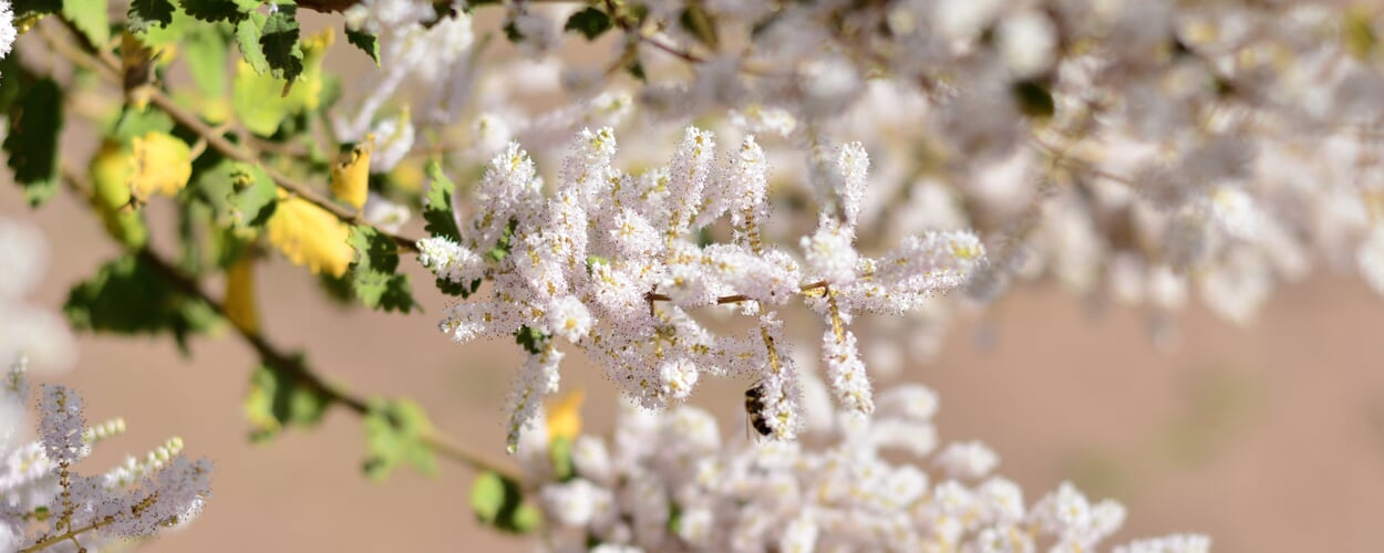 Mirre (Commiphora myrrha)