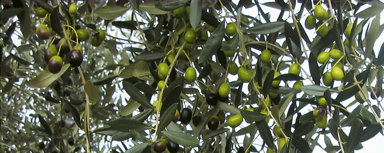 Olivenbaum, Ölbaum (Olea europaeus)