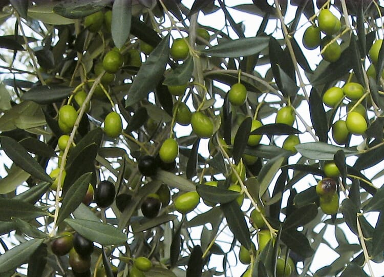 Olive tree (Olea europaeus)