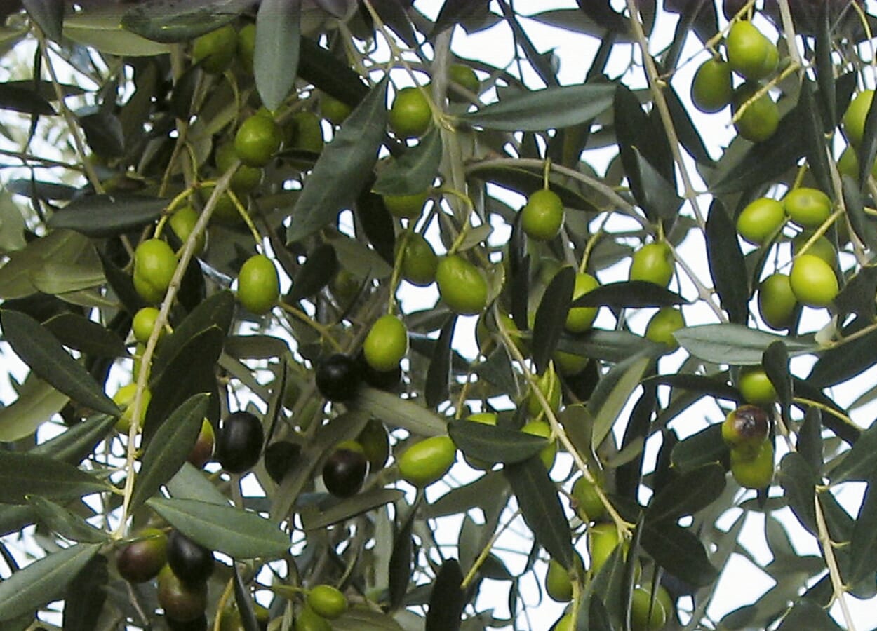 Olivenprodukte