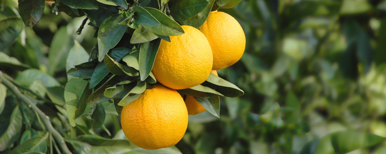 Oranger (Citrus sinensis)