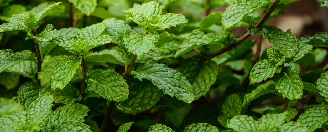 Peppermint (Mentha x piperita L.)