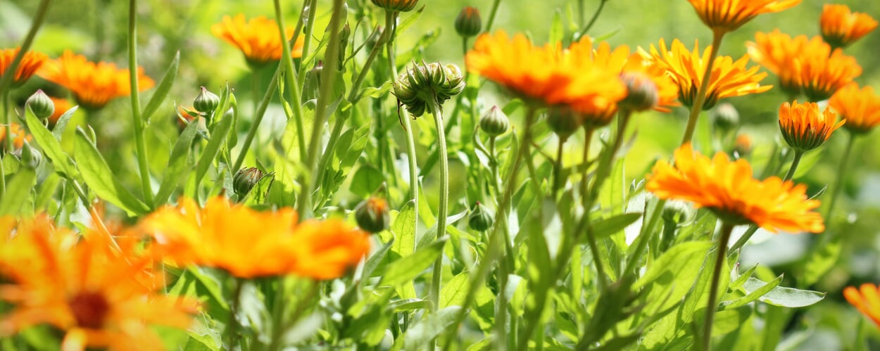 Souci (Calendula officinalis)