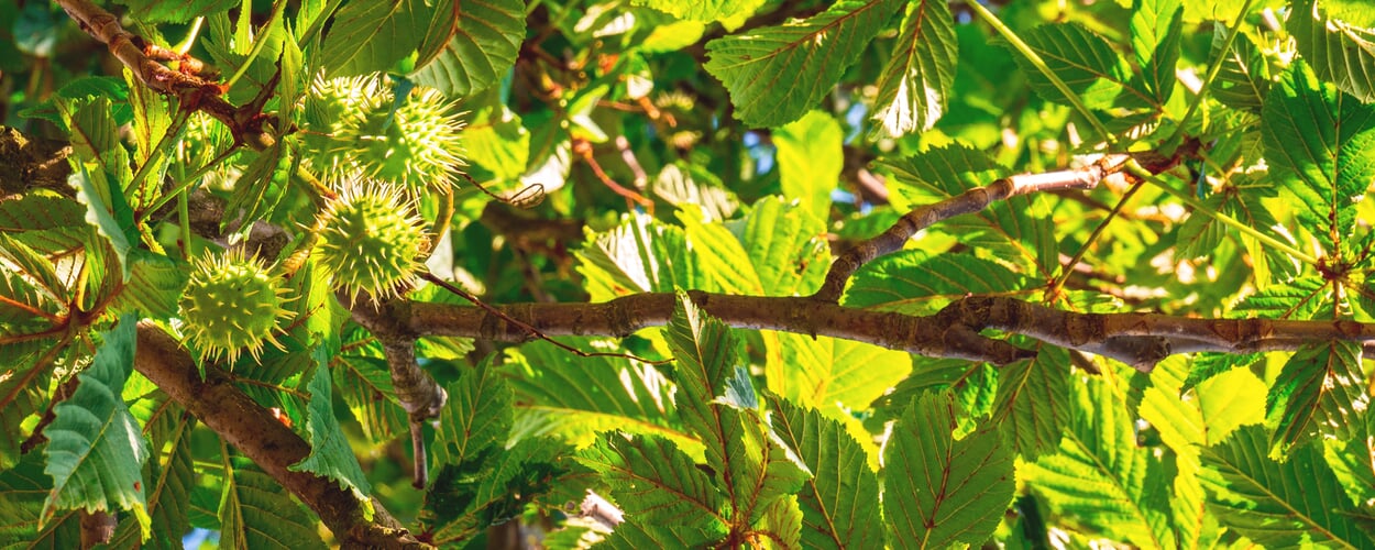 Horse chestnut (Aesculus hippocastanum)