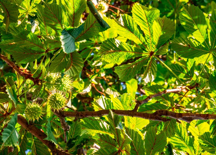 Horse chestnut (Aesculus hippocastanum)