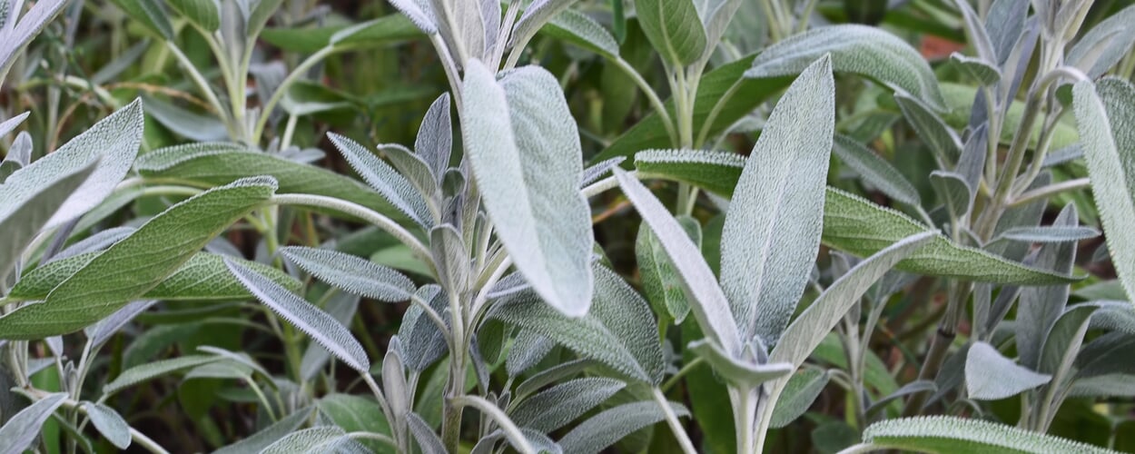 Common sage (Salvia officinalis)