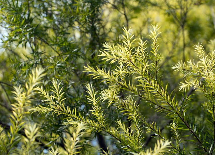 Teebaum (Melaleuca alternifolia)