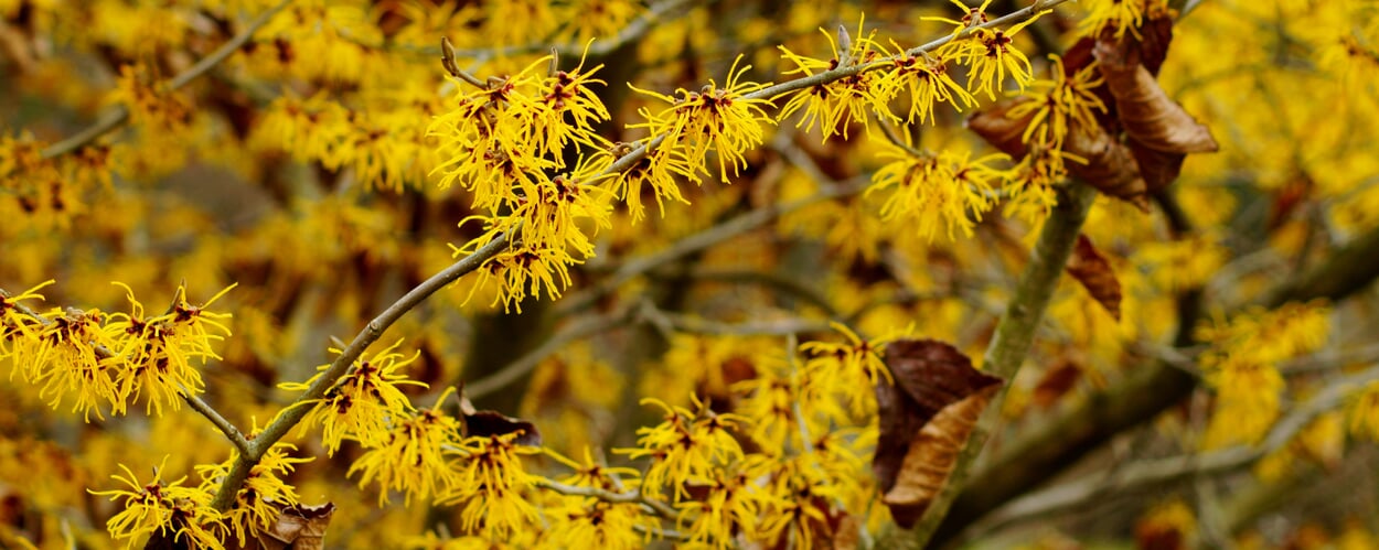 Virginische Zaubernuss (Hamamelis virginiana)