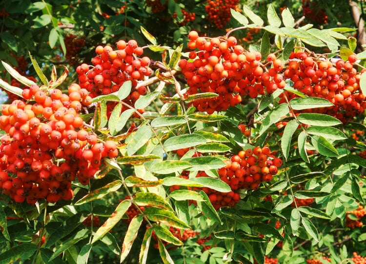 Rowan berry (Sorbus aucuparia)