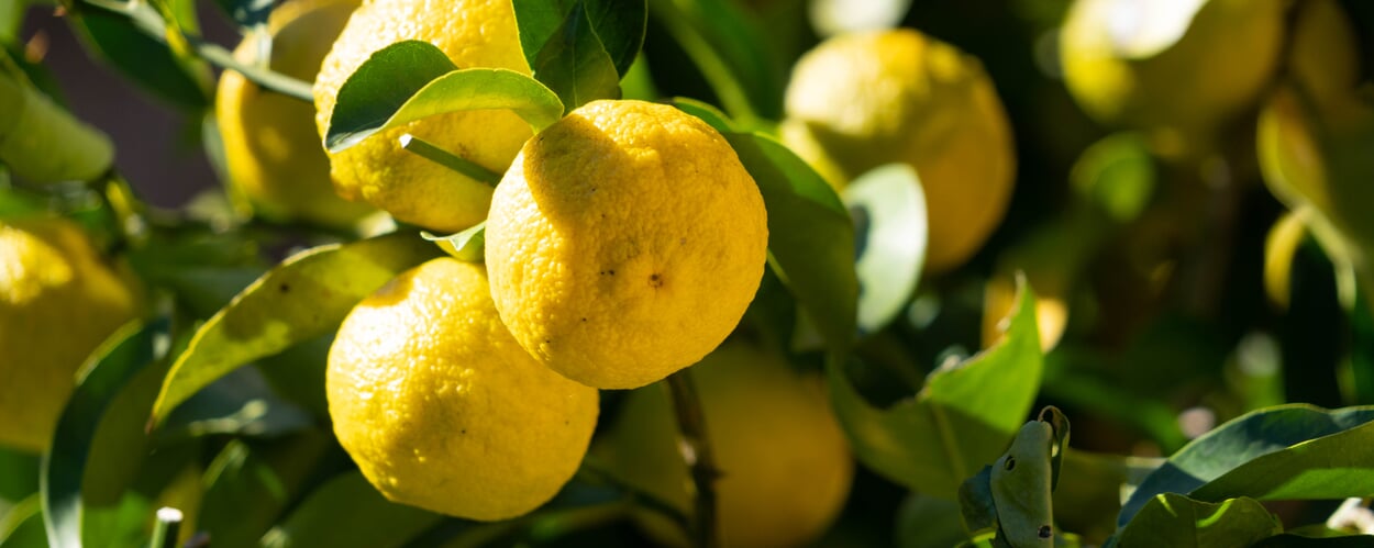 Zitrone (Citrus limon)